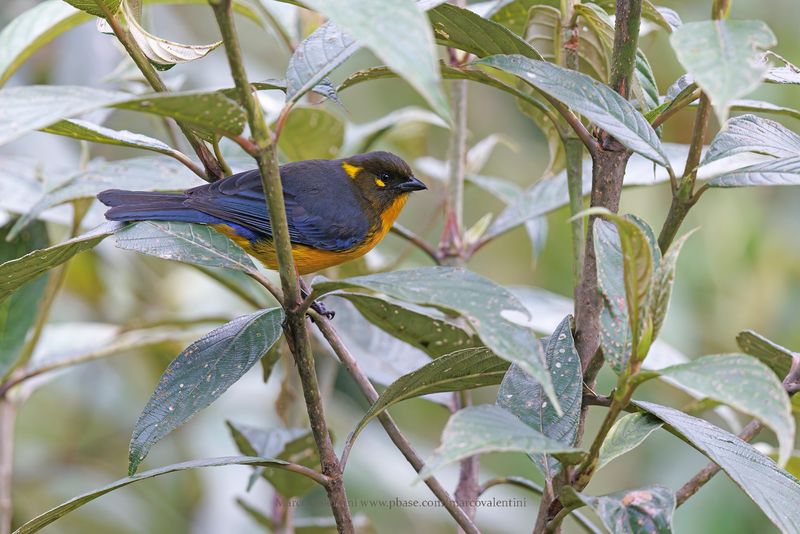 Lacrimose Mountain Tanager - Anisognathus lacrymosus