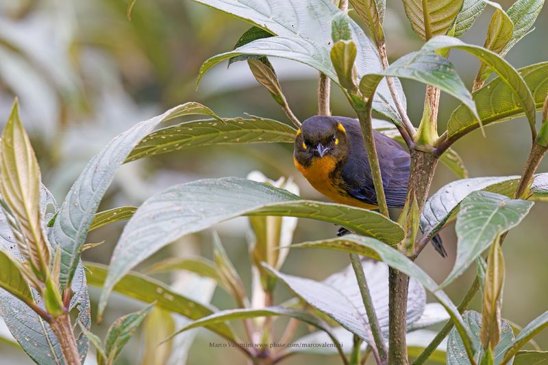 Lacrimose Mountain Tanager - Anisognathus lacrymosus