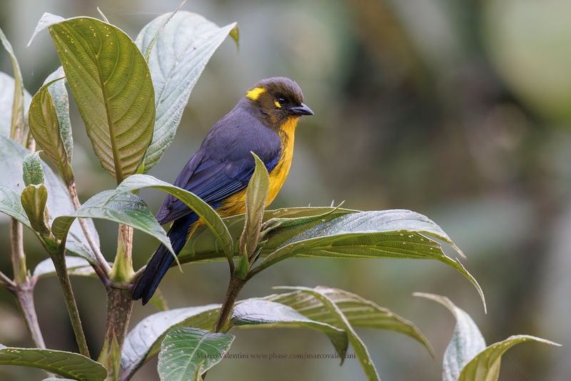 Lacrimose Mountain Tanager - Anisognathus lacrymosus