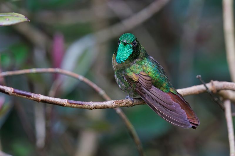 Tyrian Metaltail - Metallura tyrianthina
