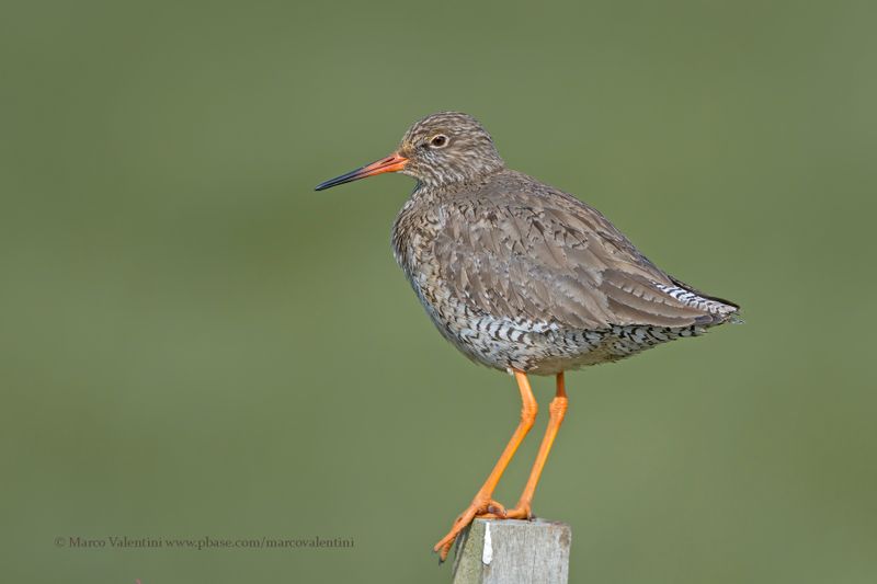 Redshank - Tringa totanus