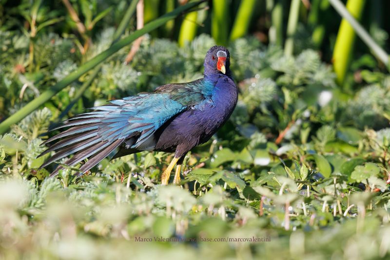 Purple gallinule - Porphyrula martinica