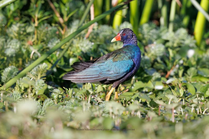 Purple gallinule - Porphyrula martinica