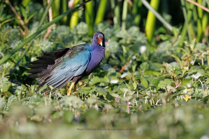 Purple gallinule - Porphyrula martinica