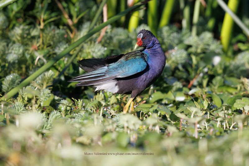 Purple gallinule - Porphyrula martinica