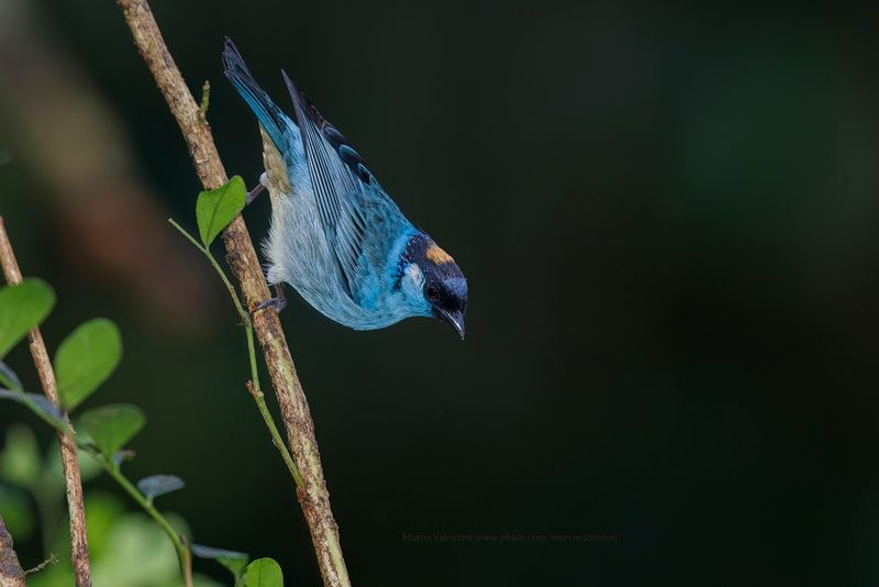 Golden-naped Tanager - Chalcothraupis ruficervix