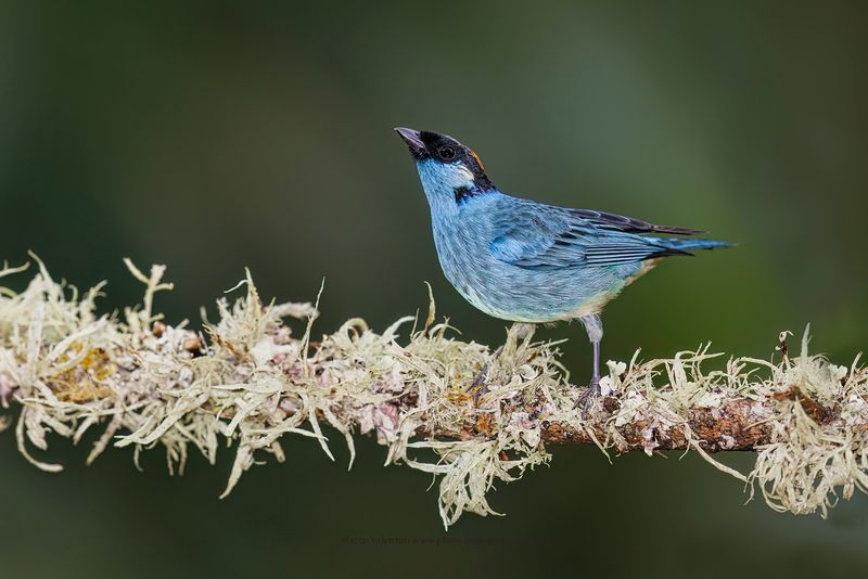 Golden-naped Tanager - Chalcothraupis ruficervix