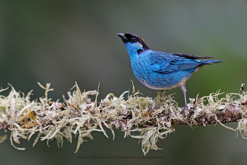 Golden-naped Tanager - Chalcothraupis ruficervix