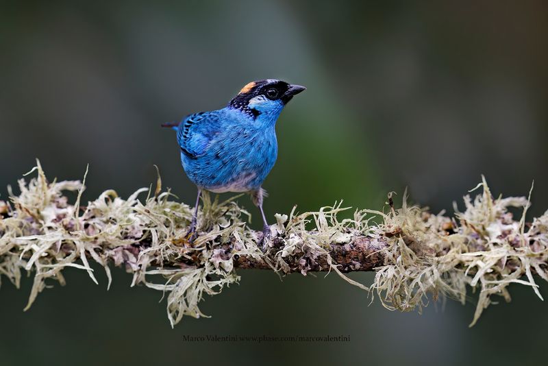 Golden-naped Tanager - Chalcothraupis ruficervix