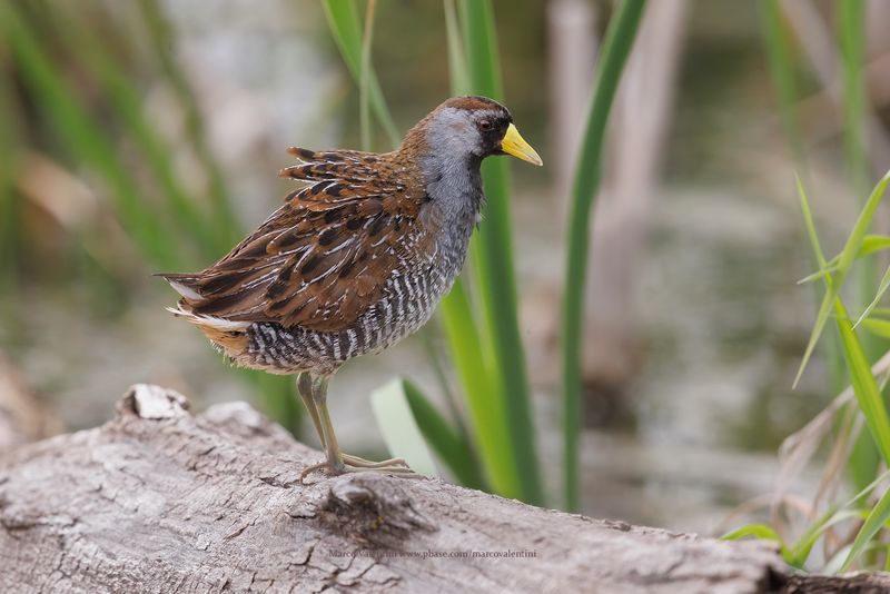 Sora - Porzana carolina