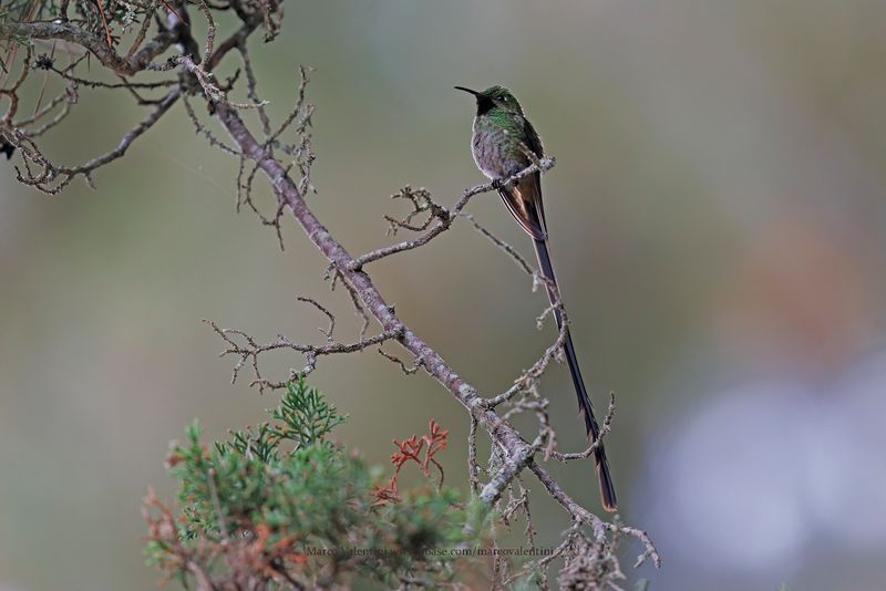 Black-tailed Trainbearer - Lesbia victoriae
