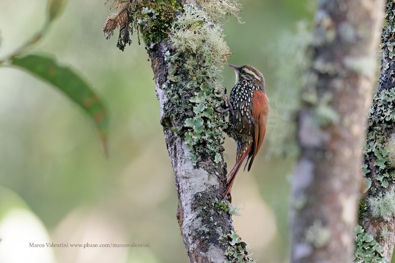 Pearled Treerunner - Margarornis squamiger