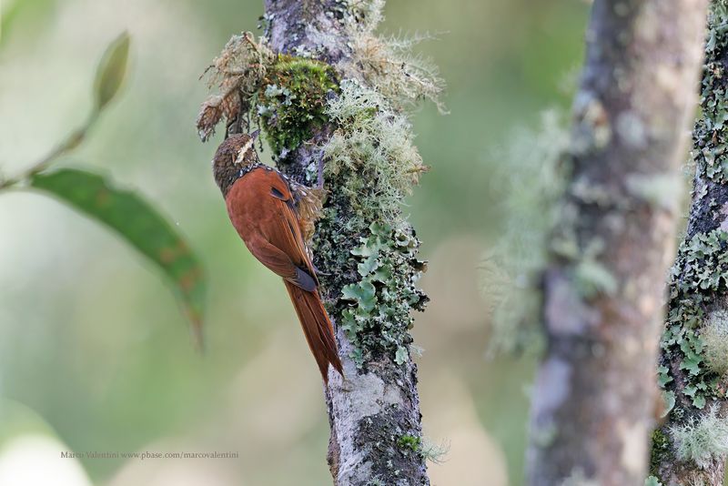Pearled Treerunner - Margarornis squamiger