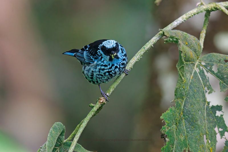 Beryl-spangled Tanager - Tangara nigroviridis
