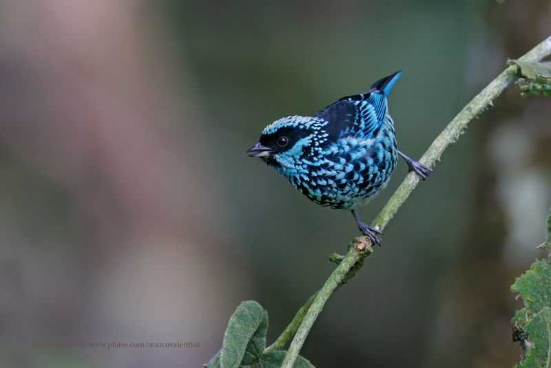 Beryl-spangled Tanager - Tangara nigroviridis