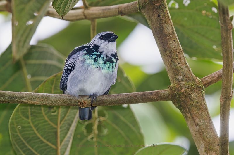 Gray-and-gold Tanager - Poecilostreptus palmeri