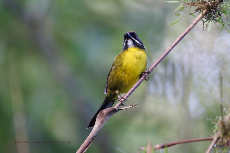 Moustached Brushfinch - Atlapetes albofrenatus