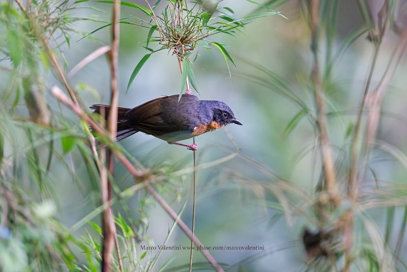 Black-eared Hemispingus - Sphenopsis melanotis