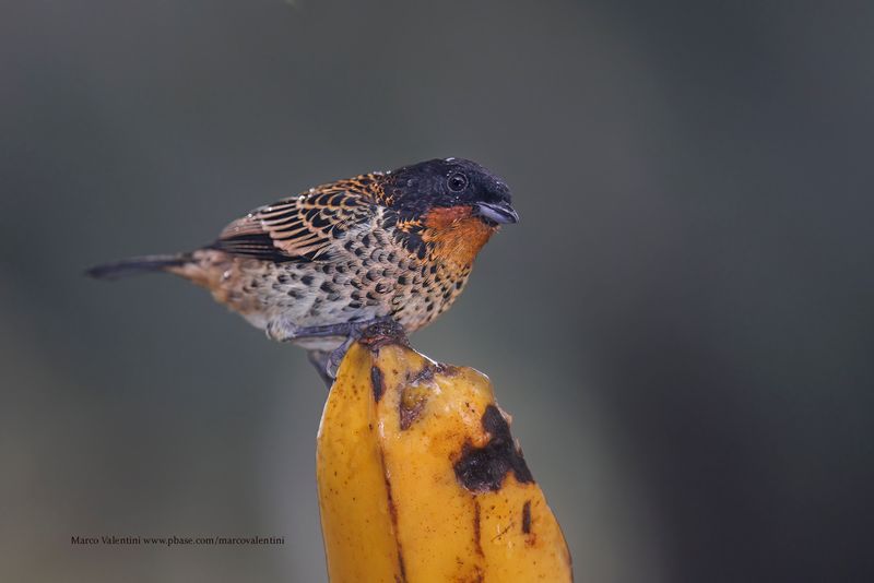 Rufous-throated Tanager - Ixothraupis rufigula