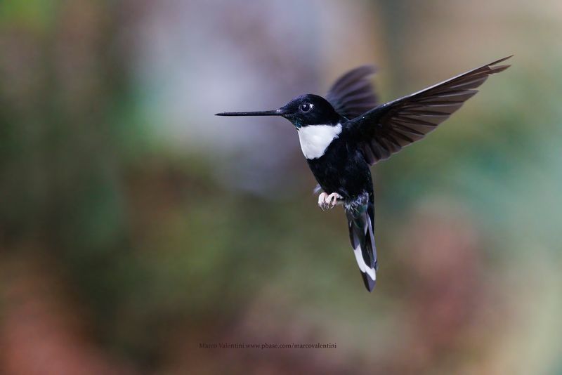 Collared Inca - Coeligena torquata