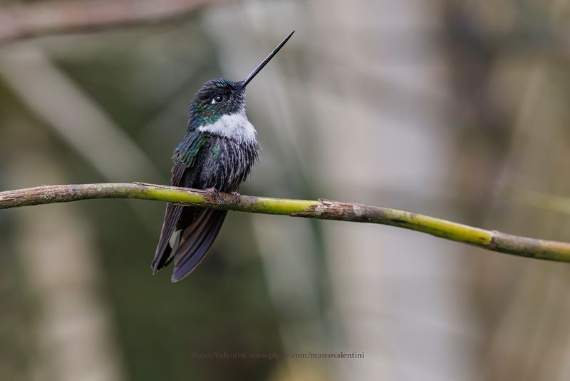 Collared Inca - Coeligena torquata