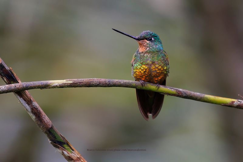 Golden-bellied Starfrontlet - Coeligena bonapartei
