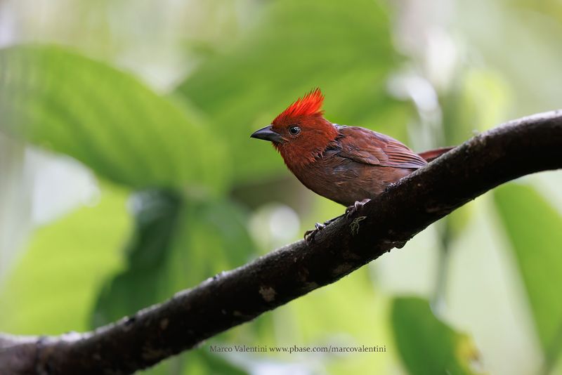Crested Ant-Tanager - Habia cristata
