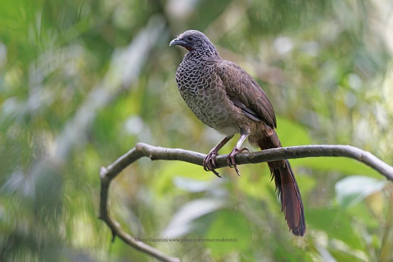 Colombian Chachalaca - Ortalis columbiana