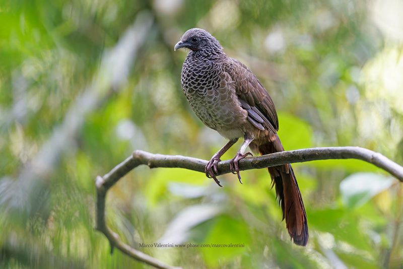 Colombian Chachalaca - Ortalis columbiana