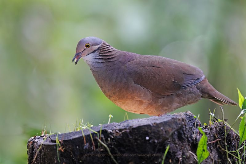 White-throated Quail-Dove - Zentrygon frenata