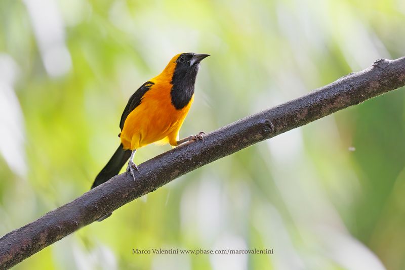 Yellow-backed Oriole - Icterus chrysater