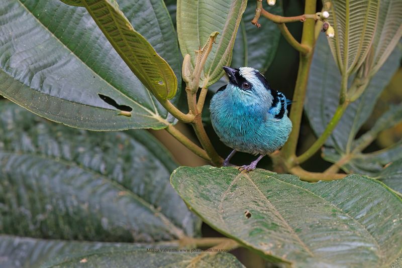 Metallic-green Tanager - Tangara labradorides