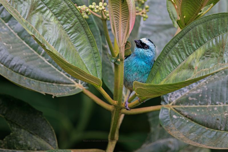 Metallic-green Tanager - Tangara labradorides