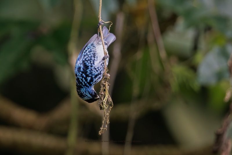 Beryl-spangled Tanager - Tangara nigroviridis