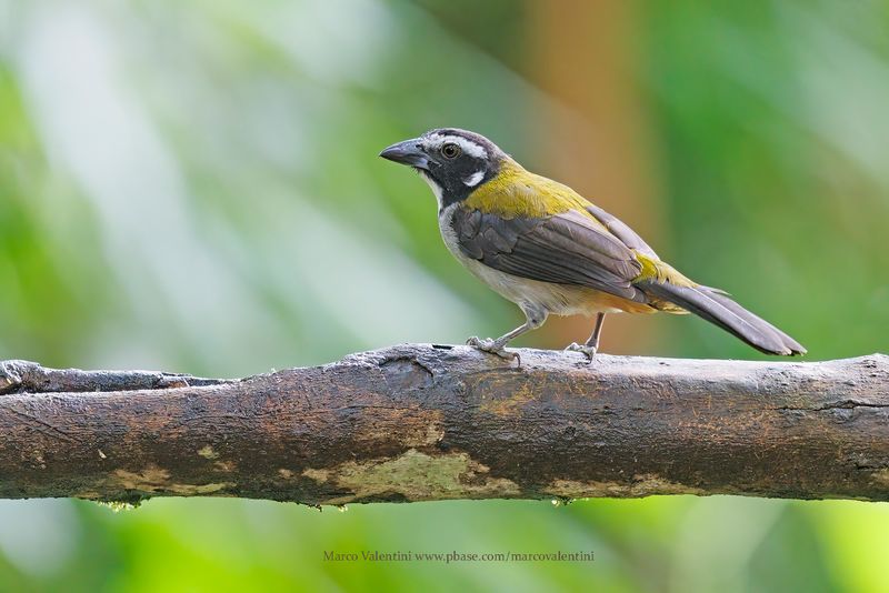 Black-winged Saltator - Saltator atripennis