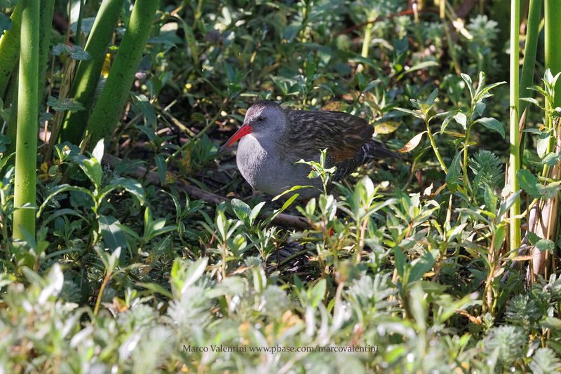 Bogota Rail - Rallus semiplumbeus