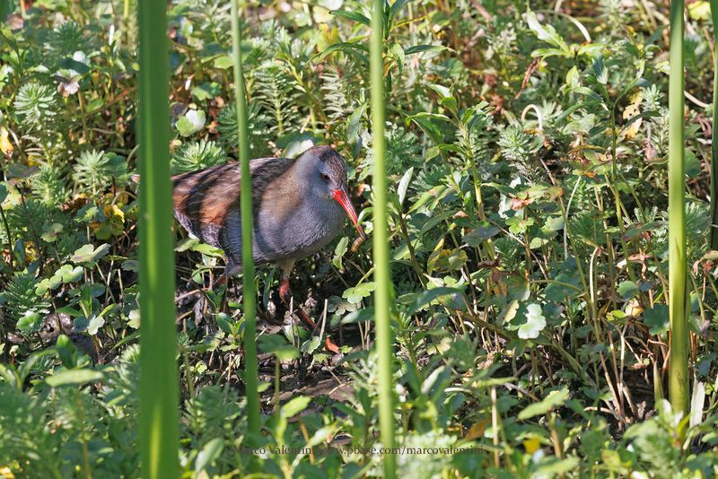 Bogota Rail - Rallus semiplumbeus