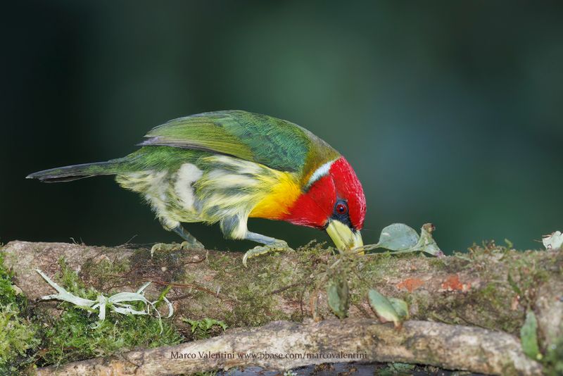 Red-headed barbet - Eubucco bourcierii