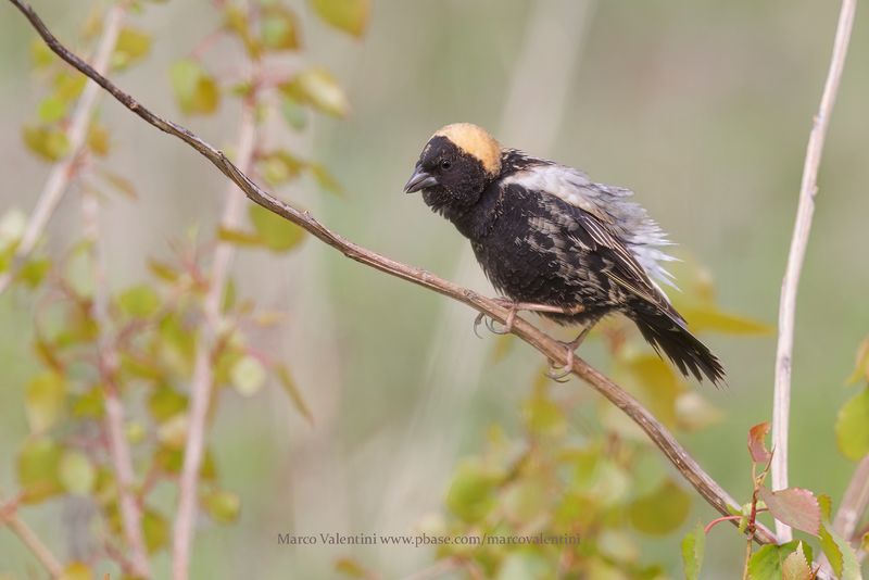 Bobolink - Dolichonyx oryzivorus