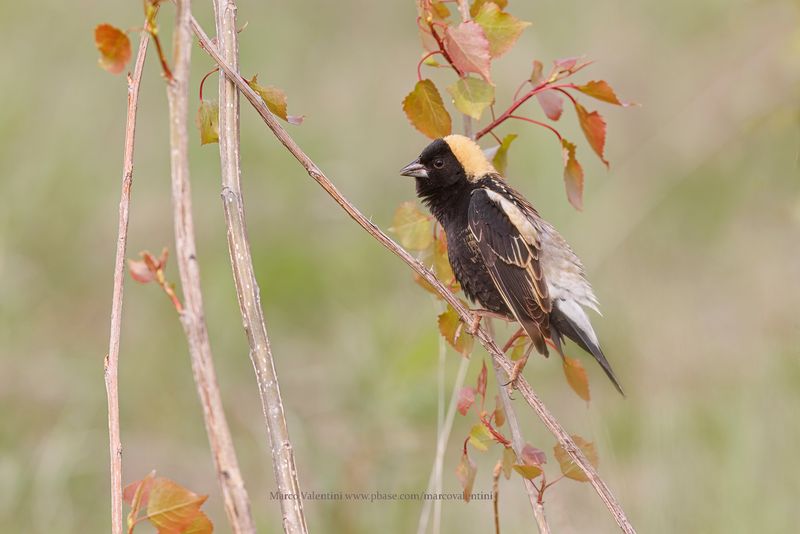 Bobolink - Dolichonyx oryzivorus