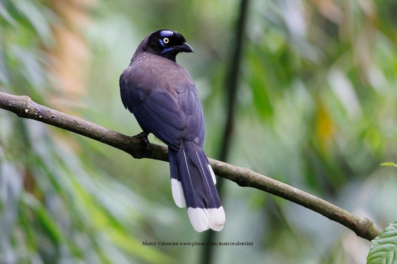 Black-chested Jay - Cyanocorax affinis