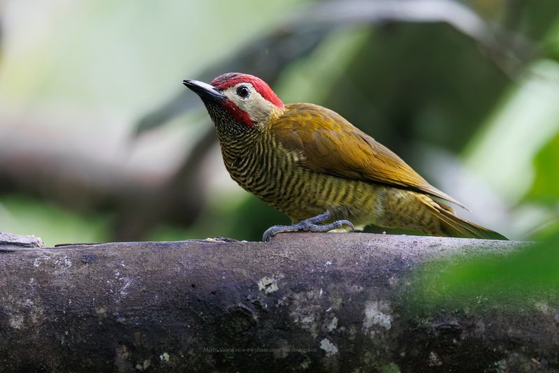 Golden-olive Woodpecker - Colaptes rubiginosus