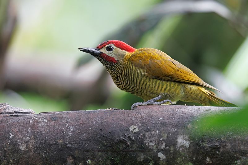 Golden-olive Woodpecker - Colaptes rubiginosus