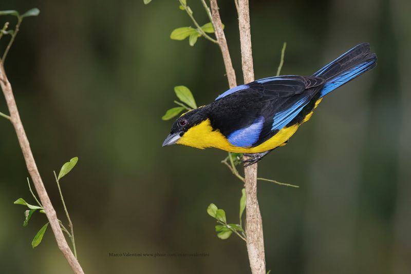 Blue-winged Mountain Tanager - Anisognathus somptuosus