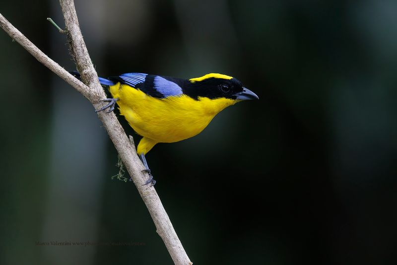 Blue-winged Mountain Tanager - Anisognathus somptuosus