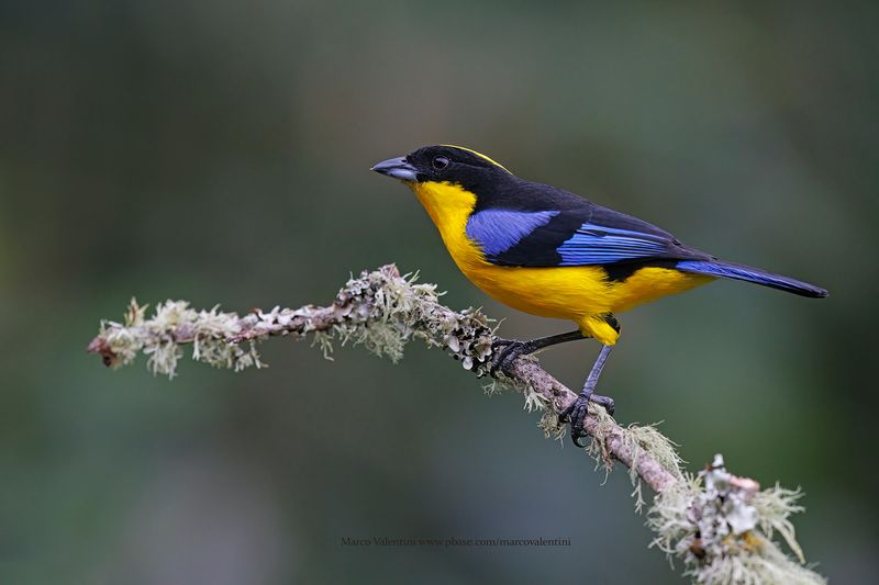 Blue-winged Mountain Tanager - Anisognathus somptuosus