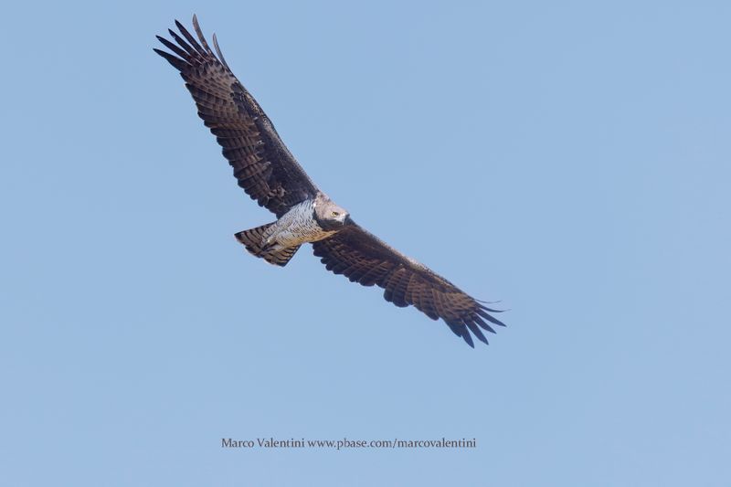 Martial eagle - Polemaetus bellicosus