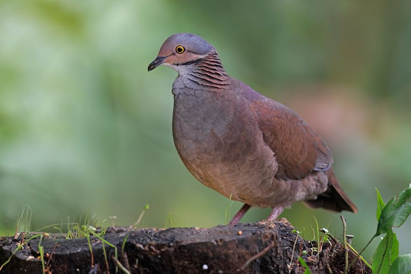 White-throated Quail-Dove - Zentrygon frenata