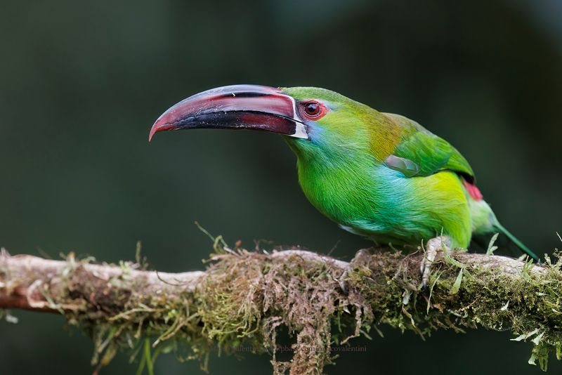 Crimson-rumped Toucanet - Aulacorhynchus haematopygus