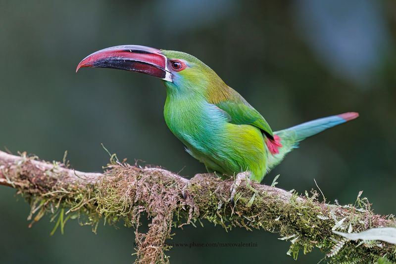 Crimson-rumped Toucanet - Aulacorhynchus haematopygus